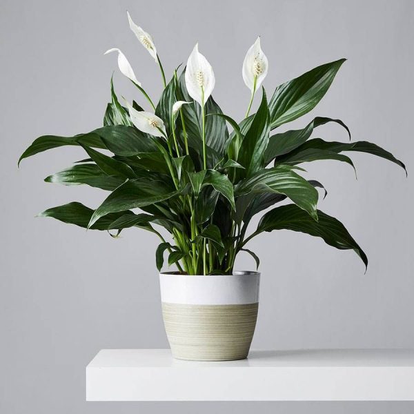 Delicate Camellia & Lilac Arrangement - Image 2