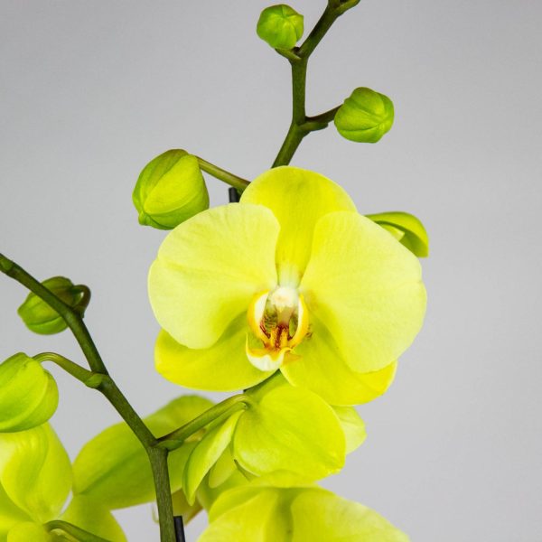 Carnation & Orchid Arrangement - Image 3