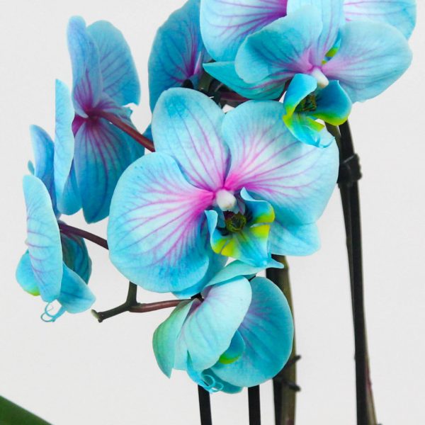 Carnation & Orchid Arrangement - Image 2