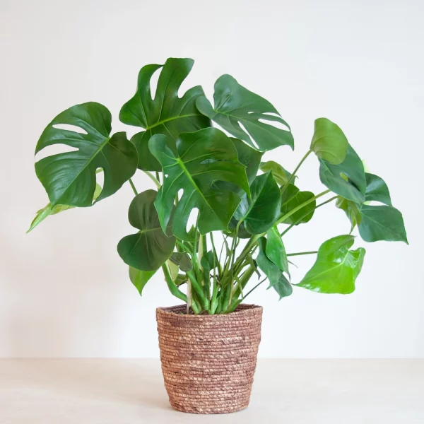 Exotic Hibiscus & Frangipani Basket - Image 3