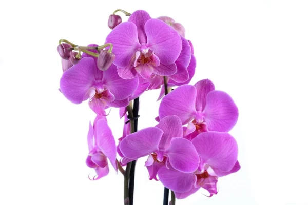 Carnation & Orchid Arrangement - Image 4
