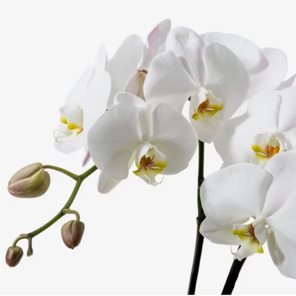 Carnation & Orchid Arrangement