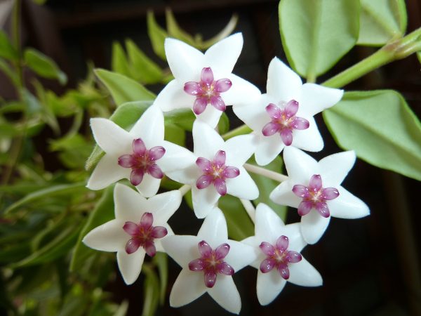 Exotic Plumeria & Jasmine Bouquet