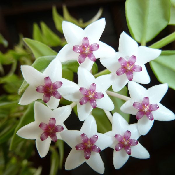 Exotic Plumeria & Jasmine Bouquet