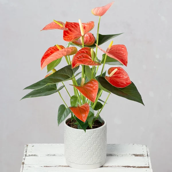 Ivory Calla Lily & Orchid Wreath - Image 2